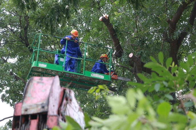 Bắt đầu chặt hạ gần 1.300 cây xanh trên đường Phạm Văn Đồng - Ảnh 5. Bắt đầu chặt hạ gần 1.300 cây xanh trên đường Phạm Văn Đồng - Ảnh 5.