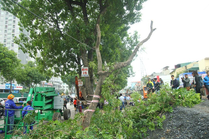 Bắt đầu chặt hạ gần 1.300 cây xanh trên đường Phạm Văn Đồng - Ảnh 7. Bắt đầu chặt hạ gần 1.300 cây xanh trên đường Phạm Văn Đồng - Ảnh 7.
