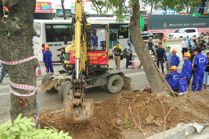 Bắt đầu chặt hạ gần 1.300 cây xanh trên đường Phạm Văn Đồng - Ảnh 10. Bắt đầu chặt hạ gần 1.300 cây xanh trên đường Phạm Văn Đồng - Ảnh 10.
