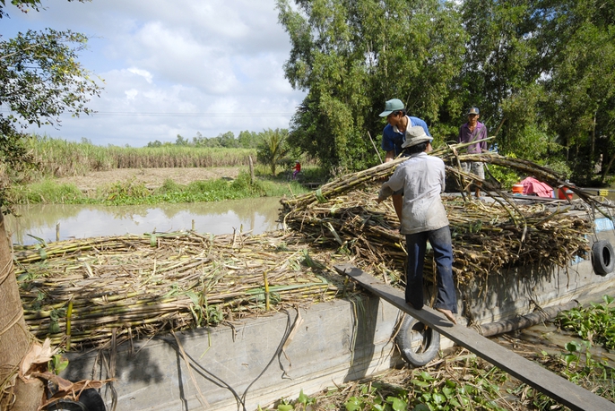 Lũ và triều cường đang đe dọa ruộng mía ở ĐBSCL - Ảnh 9. Lũ và triều cường đang đe dọa ruộng mía ở ĐBSCL - Ảnh 9.
