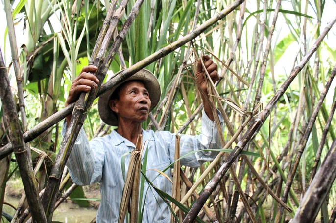 Lũ và triều cường đang đe dọa ruộng mía ở ĐBSCL - Ảnh 3. Lũ và triều cường đang đe dọa ruộng mía ở ĐBSCL - Ảnh 3.