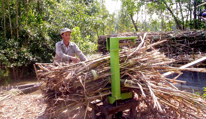 Lũ và triều cường đang đe dọa ruộng mía ở ĐBSCL - Ảnh 7. Lũ và triều cường đang đe dọa ruộng mía ở ĐBSCL - Ảnh 7.