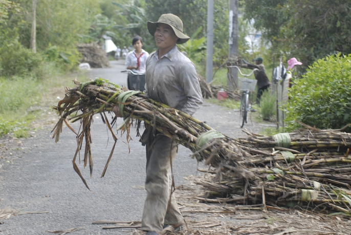 Lũ và triều cường đang đe dọa ruộng mía ở ĐBSCL - Ảnh 4. Lũ và triều cường đang đe dọa ruộng mía ở ĐBSCL - Ảnh 4.