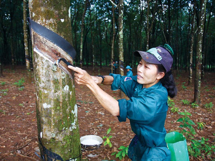 Phát động thi đua trong nữ công nhân cao su - Ảnh 1.