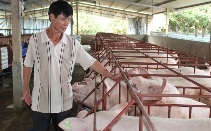 
Đây được xem là cuộc khủng hoảng thịt heo lớn nhất tại nước ta trong hàng chục năm qua.
