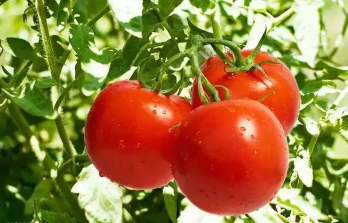 Thán phục trước cách làm nông nghiệp sạch lạ đời của người Nhật - Ảnh 4. Thán phục trước cách làm nông nghiệp sạch lạ đời của người Nhật - Ảnh 4.