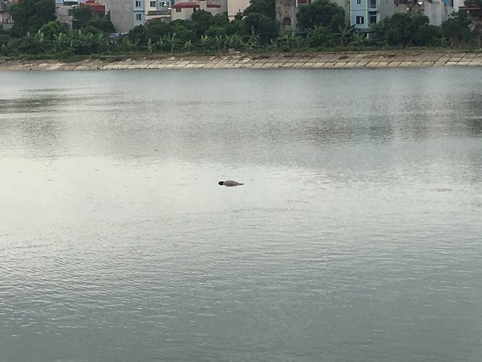 Sau xe máy vô chủ, phát hiện thi thể nổi trên hồ Linh Đàm - Ảnh 1.