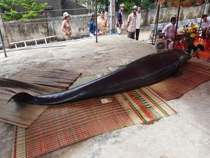 Cá voi “khủng” kiệt sức, dạt bờ biển Bình Định - Ảnh 1.