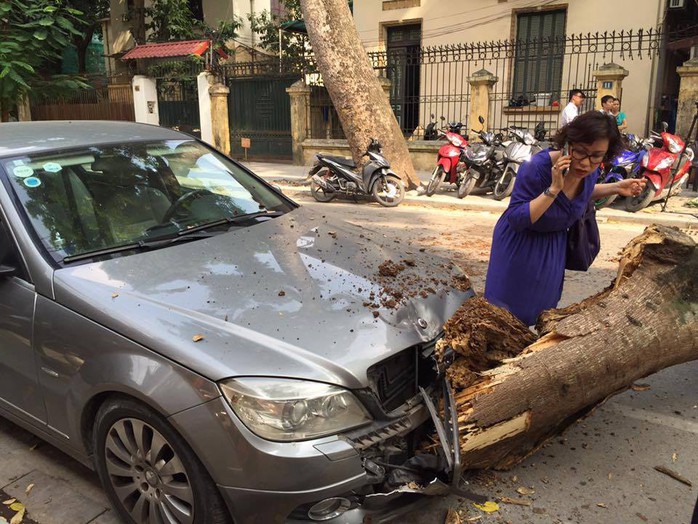 Trời nắng gió nhẹ, cây cổ thụ đổ đè lên xe Mercedes giữa phố - Ảnh 1.