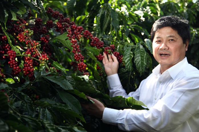 Cà phê Việt yếu từ tổ chức sản xuất đến chế biến - Ảnh 1.