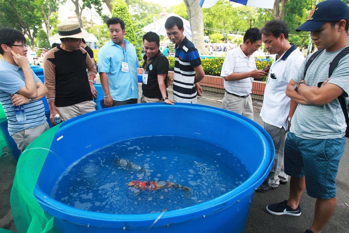 Tưng bừng hội thi cá Koi tại Thảo Cầm Viên - Ảnh 9.