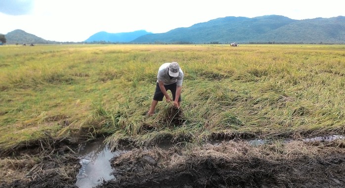 Mưa dầm, nông dân lao đao - Ảnh 1.