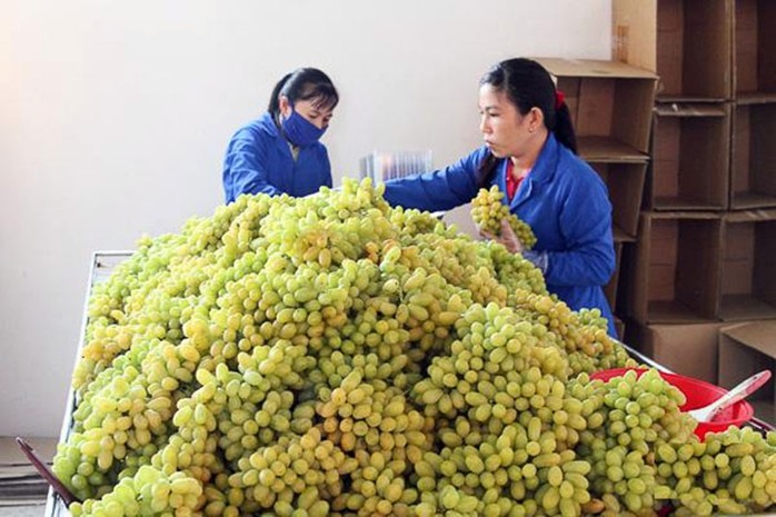 Giá nho Ninh Thuận tăng cao trong vụ chính năm nay