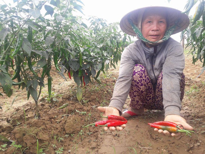 Bà Nguyễn Thị Thập, nông dân xã Duy Châu, bên vườn ớt chưa thu hoạch