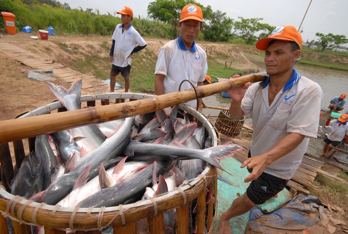 Ứng phó hợp lý với thị trường Mỹ - Ảnh 1.