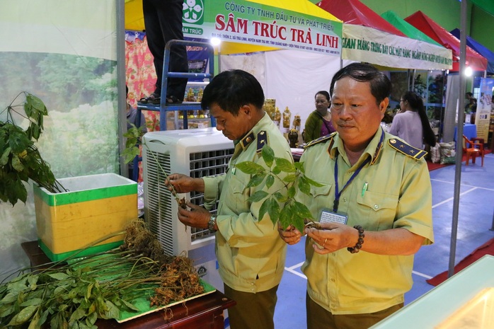 Sâm Ngọc Linh gần 100 triệu/kg vẫn đắt như tôm tươi - Ảnh 12.