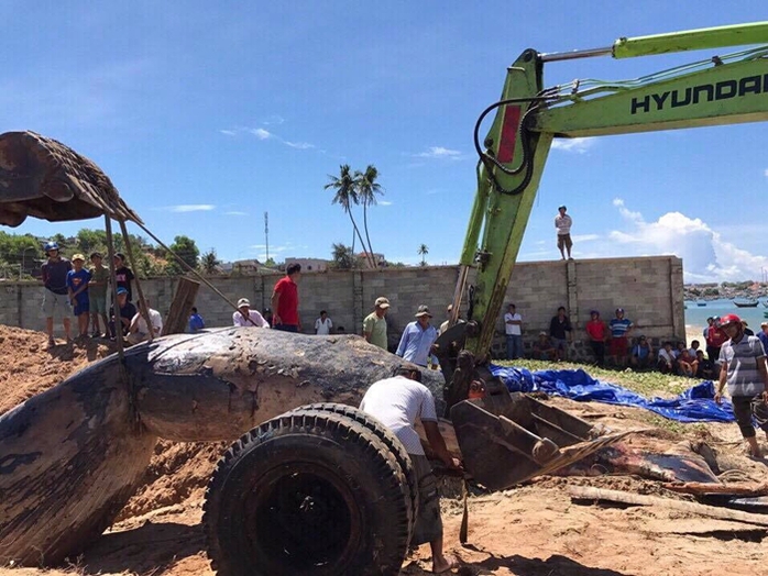 Cá voi 15 tấn trôi dạt vào vùng biển Mũi Né - Ảnh 2.