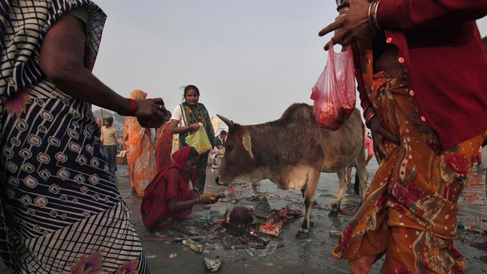 Bò được xem là con vật thánh trong đạo Hindu. Ảnh: REUTERS