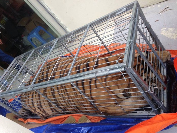 Mua hổ sống nặng 200 kg từ Nghệ An ra Hà Nội để nấu cao - Ảnh 1.