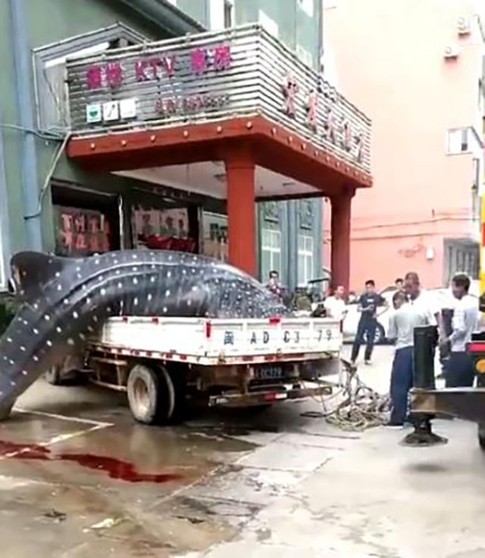 Trung Quốc: Bị bắt vì chở cá mập voi quý hiếm bán cho nhà hàng - Ảnh 2.