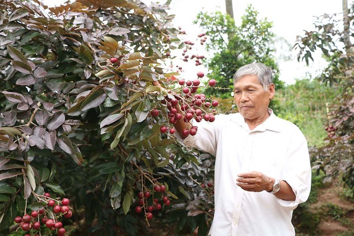 Nhãn tím độc nhất vô nhị miền Tây: Nhìn là mê, sờ là thích - Ảnh 2. Nhãn tím độc nhất vô nhị miền Tây: Nhìn là mê, sờ là thích - Ảnh 2.