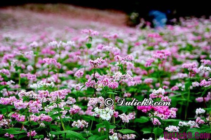 Tất tần tật kinh nghiệm du lịch Hà Giang - Ảnh 2. Tất tần tật kinh nghiệm du lịch Hà Giang - Ảnh 2.