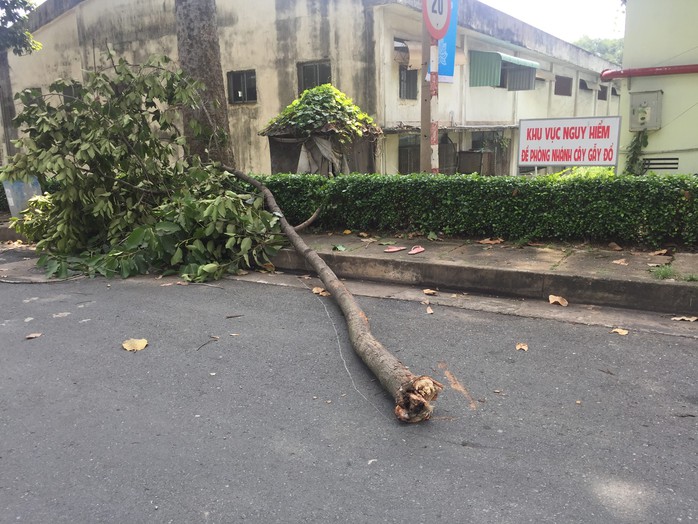 Nữ công nhân đang ăn sáng bị cây đè đã tử vong - Ảnh 1.