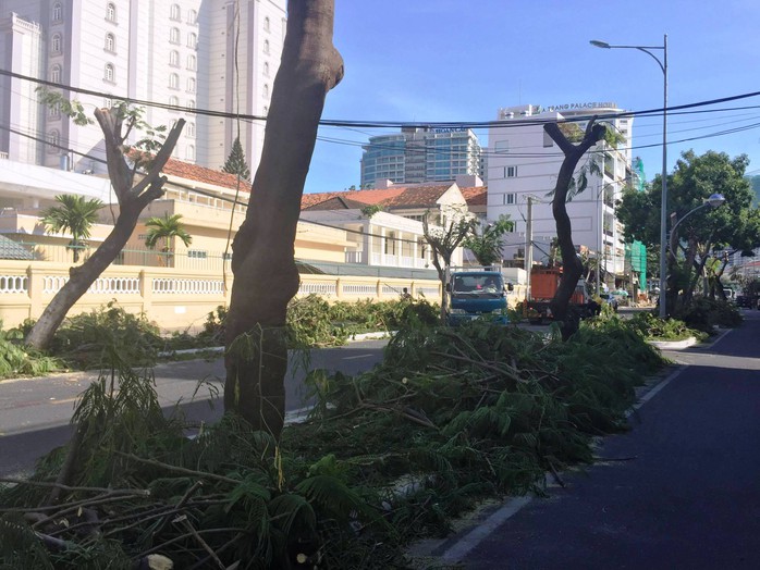 TP Nha Trang đào hàng loạt cây xanh mở rộng đường - Ảnh 1.