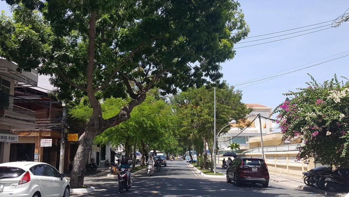 TP Nha Trang đào hàng loạt cây xanh mở rộng đường - Ảnh 3.