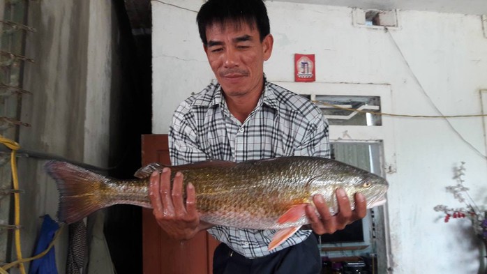 Câu được cá lạ lấp lánh ánh vàng, nghi cá sủ vàng quý hiếm - Ảnh 1.