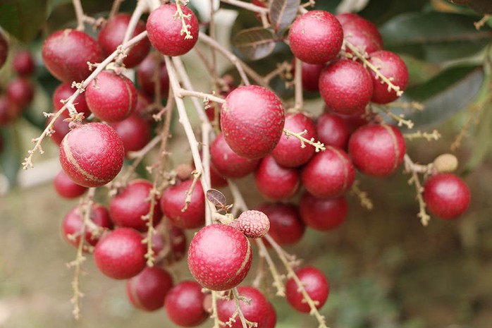 Nhãn tím độc nhất vô nhị miền Tây: Nhìn là mê, sờ là thích - Ảnh 3. Nhãn tím độc nhất vô nhị miền Tây: Nhìn là mê, sờ là thích - Ảnh 3.