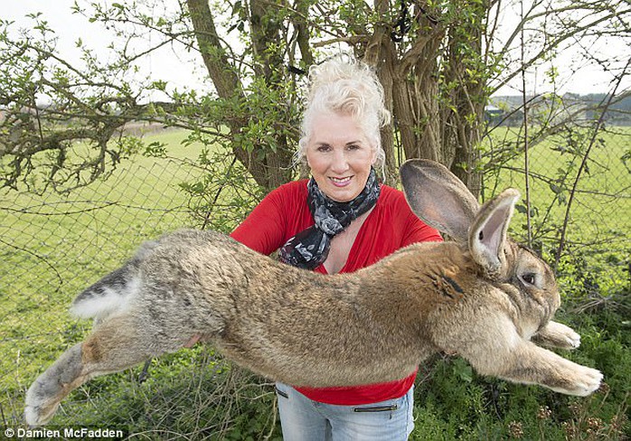 
Bà Edwards cùng chú thỏ lớn nhất thế giới Darius (bố của thỏ Simon). Ảnh: Daily Mail
