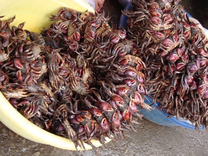 Điều ít người biết về con ba khía nổi tiếng của Cà Mau - Ảnh 4. Điều ít người biết về con ba khía nổi tiếng của Cà Mau - Ảnh 4.
