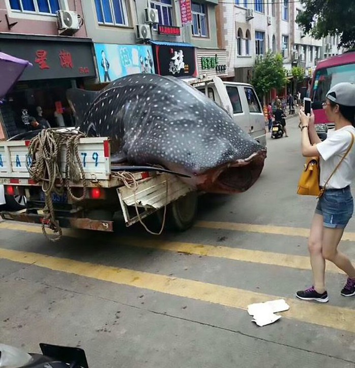 Trung Quốc: Bị bắt vì chở cá mập voi quý hiếm bán cho nhà hàng - Ảnh 5.