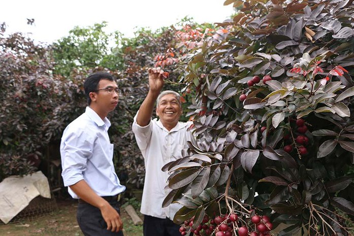 Nhãn tím độc nhất vô nhị miền Tây: Nhìn là mê, sờ là thích - Ảnh 4. Nhãn tím độc nhất vô nhị miền Tây: Nhìn là mê, sờ là thích - Ảnh 4.