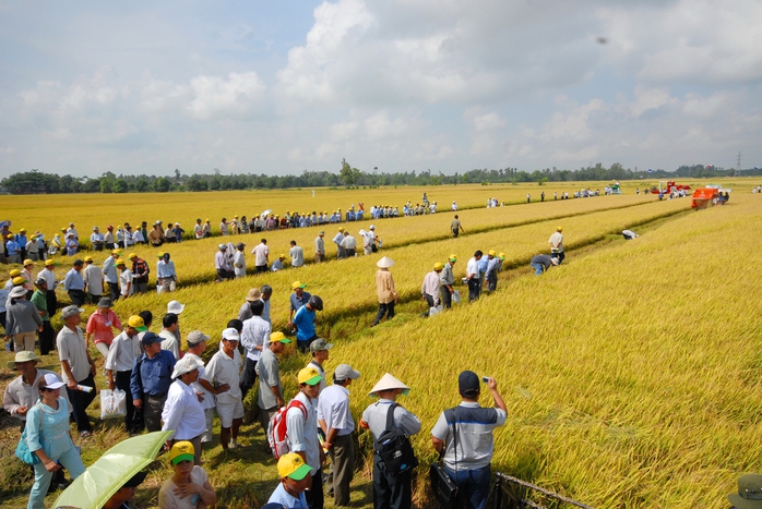 Tham quan, thực chứng tại một cánh đồng mẫu lớn ở ĐBSCLẢnh: NGỌC TRINH