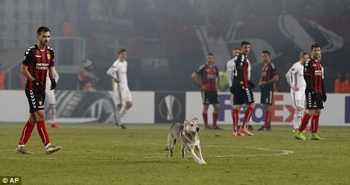 Chó làm gián đoạn  trận đấu ở Europa League - Ảnh 1.