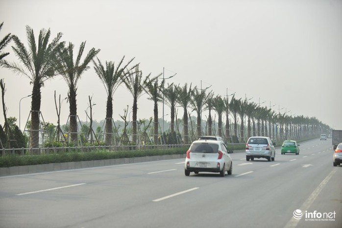 Được biết, lý do trồng cây chà là do đặc điểm cây rất khoẻ, thích hợp nhiều loại đất đặc biệt là đất cát nghèo dinh dưỡng hay độ nóng cao. Ngoài ra, đây là loại cây thân gỗ cứng, sống lâu năm, không rụng lá như những cây bóng mát khác.