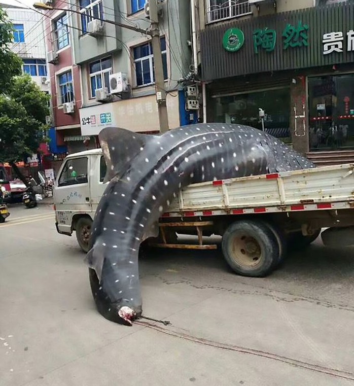 Trung Quốc: Bị bắt vì chở cá mập voi quý hiếm bán cho nhà hàng - Ảnh 4.