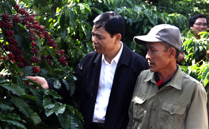Cà phê Việt yếu từ tổ chức sản xuất đến chế biến - Ảnh 6.