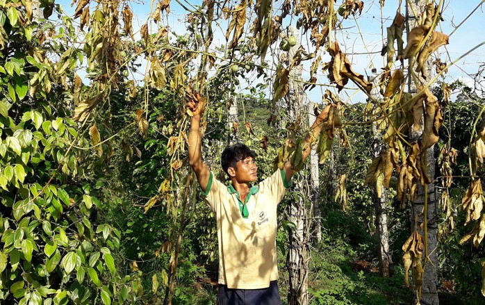 Khóc ròng với bí, chanh dây - Ảnh 2.