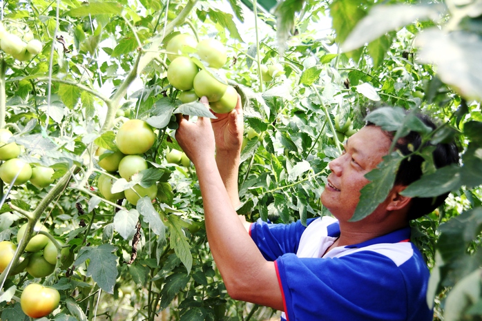 
Theo ông Nhã, ở đất B’Lao (TP Bảo Lộc) hầu hết ai cũng canh tác cà phê và trà (chè), nhiều năm trở lại đây giá cả những loại cây này lại không ổn định khiến nhiều người gặp khó khăn. Trước tình hình kinh tế bấp bênh, ông Nhã đã mạnh dạng chuyển đổi đất trồng trà sang trồng cây cà chua giống Nhật Bản.
