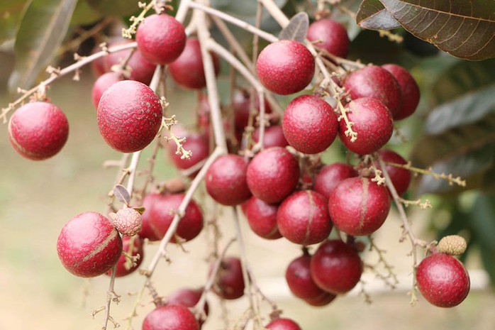 Nhãn tím độc nhất vô nhị miền Tây: Nhìn là mê, sờ là thích - Ảnh 6. Nhãn tím độc nhất vô nhị miền Tây: Nhìn là mê, sờ là thích - Ảnh 6.