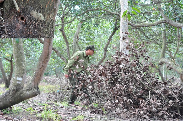 Tàn độc với rừng - Ảnh 1.