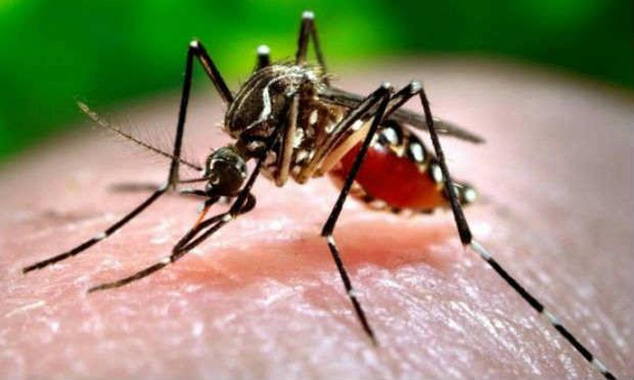 Cứ hôn môi, đừng sợ lây nhiễm virus Zika! - Ảnh 1.