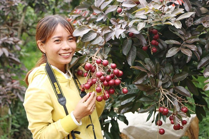 Nhãn tím độc nhất vô nhị miền Tây: Nhìn là mê, sờ là thích - Ảnh 7. Nhãn tím độc nhất vô nhị miền Tây: Nhìn là mê, sờ là thích - Ảnh 7.