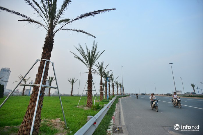 Theo kế hoạch, hàng cây này được chăm sóc và duy trì trong một năm sẽ phát huy hiệu quả cảnh quan trên tuyến đường. Khi đó trục đường chính dẫn sân bay Nội Bài vào Trung tâm thành phố sẽ có hàng cây với hình dáng sang trọng, tán lá như chiếc vương miện và thân cây với những vết khắc hình kim cương.