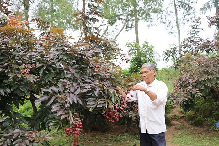 Nhãn tím độc nhất vô nhị miền Tây: Nhìn là mê, sờ là thích - Ảnh 8. Nhãn tím độc nhất vô nhị miền Tây: Nhìn là mê, sờ là thích - Ảnh 8.