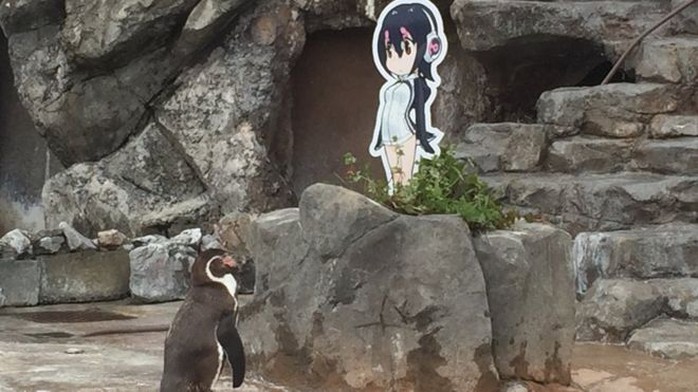 Nhật khóc thương chim cánh cụt tương tư người tình hoạt hình qua đời - Ảnh 1.