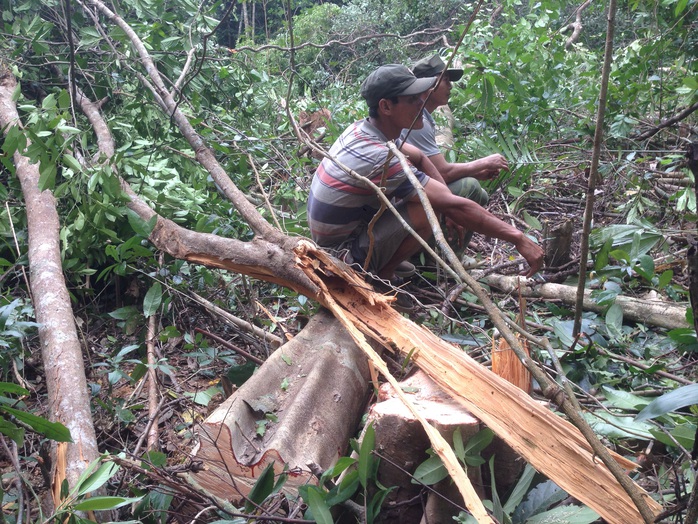 Công bố kết luận thanh tra các dự án nuốt rừng ở Phú Yên - Ảnh 7.